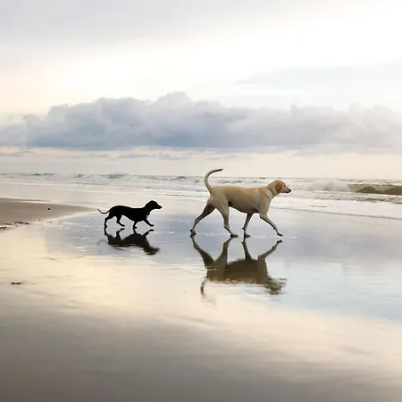 Sandy Collection * 파일리